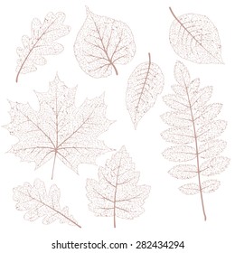 Autumn leaves, isolated dried leaves set. EPS 10 vector file included