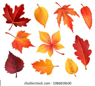 Autumn leaves isolated icons of maple, chestnut or poplar and oak. Vector set of forest falling leaves of birch, rowan or beech and elm tree autumn foliage for autumn seasonal holiday design