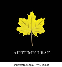 autumn leaves isolated on black background. simple cartoon and flat style, vector illustration.