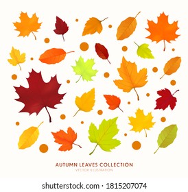 Autumn leaves isolated on white background. Botanical forest plants or september october tree foliage. Set of bright autumn leaves