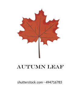 autumn leaves isolated on white background. simple cartoon flat style, vector illustration.