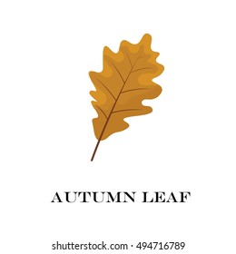 autumn leaves isolated on white background. simple cartoon flat style, vector illustration.