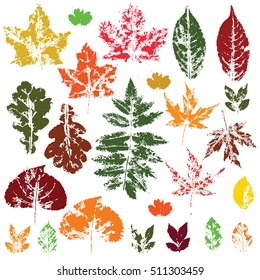Autumn leaves isolated on a white background. Colorful fall icon set. Vector elements for design.