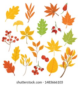 Autumn leaves isolated on withe background flat and fall seasons colors design. vector illustration 