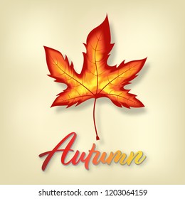 autumn leaves isolated on yellow background. vector illustration.