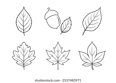 Autumn Leaves Line Art Bundle – Maple, Oak, Birch, Elm, Chestnut Leaves, and Acorn