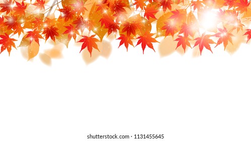 Autumn leaves Maple autumn background