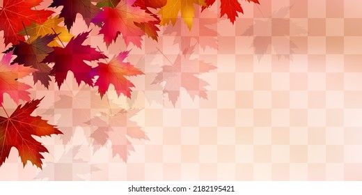 Autumn leaves maple autumn background
