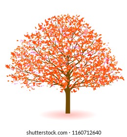 Autumn leaves Maple autumn icon