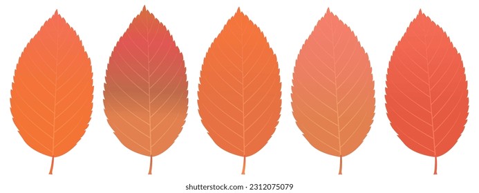 Autumn leaves Maple leaves Autumn Icon