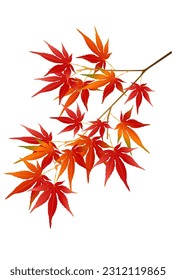 Autumn leaves Maple Leaf Icon