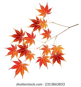Autumn leaves Maple Leaf Icon