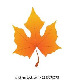 Autumn leaves. Autumn maple leaf isolated on white background. Vector illustration