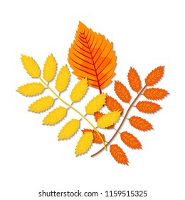 Autumn leaves (maple, oak, birch, chestnut and other plants) of various colors. Vector illustration.
