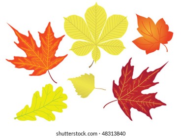 Autumn leaves (maple, oak, birch and chestnut leaves)