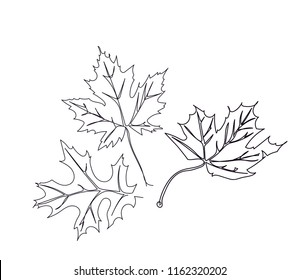 Autumn leaves maple, oak. Fallen elegant leaves. Drawn with one line