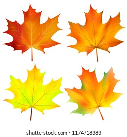 Autumn leaves maple set . Yellow, orange, red and green colors . Vector