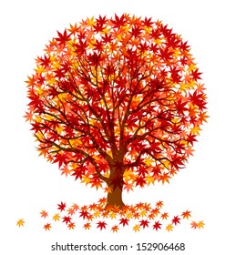 Autumn leaves maple tree