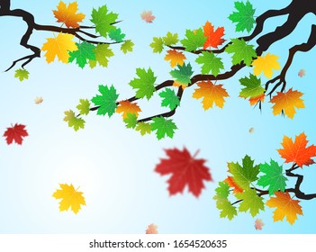Autumn leaves of maple tree and blue sky background. Tree vector collection