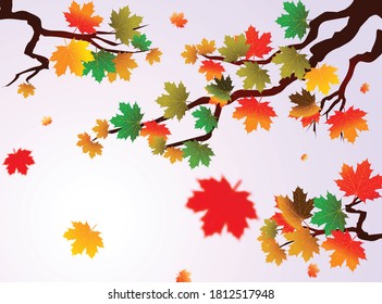 Autumn leaves of maple tree and blue sky background. Tree vector collection
