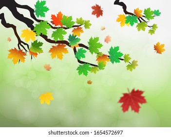 Autumn leaves of maple tree and unfocused background. Tree vector collection