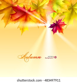 Autumn leaves of maple. Vector eps 10.