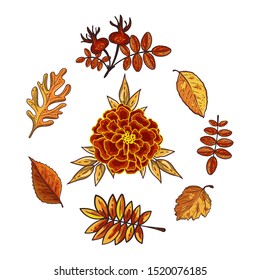 Autumn leaves and marigold isolated on white background. Seasonal rowan, oak, dog-rose, hawthorn leaves with gourds for harvest decoration. Fall season elements. Wreath template. Vector design