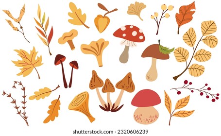 Autumn leaves, mushrooms and berries. Set of different mushrooms, fly agaric, white, toadstools, berries, maple leaves, acorns, dry herbs. Vector illustration