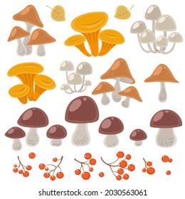 Autumn leaves and mushrooms, red berries isolated on white background