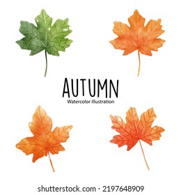 autumn, leaves and nature. Vector illustration
