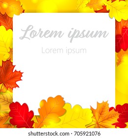 Autumn leaves oak maple background back to school