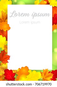 Autumn leaves oak maple background back to school