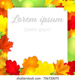 Autumn leaves oak maple background back to school