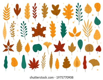 Autumn leaves. Oak, maple, elm dry fallen leaf. Hand drawn fall forest yellow or red foliage. Dried plant leaves, autumnal falling leaf vector set, Seasonal herbarium, tree branches