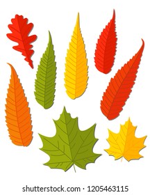 Autumn leaves. Oak, maple, sumac leaves.  Set of right autumn leaves. Vector illustration.
