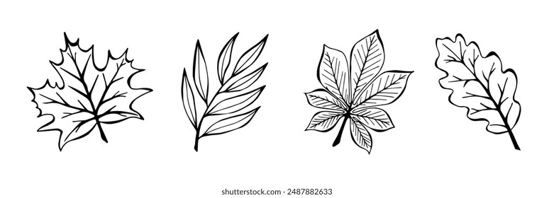 Hojas de Otoño: Roble, Arce, Sauce, Castaño Dibujado A Mano Estilo. Set Line Art De Plantas De Temporada. Ilustración vectorial de Elementos de Otoño de una línea.