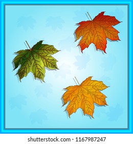 autumn leaves on a blue background