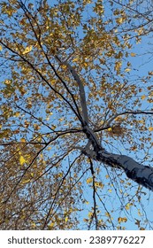 Autumn leaves on the branches of a tree against the blue sky.Trees in the autumn forest against the blue sky, view from below.