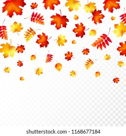 Autumn leaves on transparent background. Vector illustration.