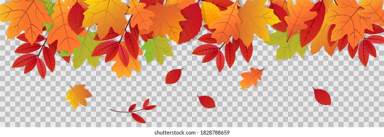 Autumn leaves on transparent background. Fall illustration with colorful leaf banner. Collection of red and orange leaves. Falling foliage in gradient. October and november pattern. Vector EPS 10