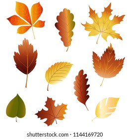 Autumn leaves on white background