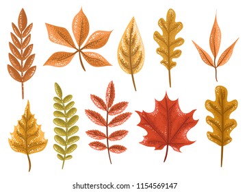 Autumn leaves on white background, collection, set