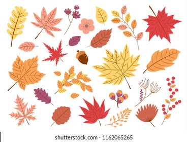 Autumn leaves on white background