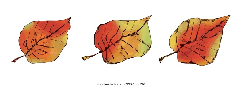 Autumn leaves on a white background, vector illustration