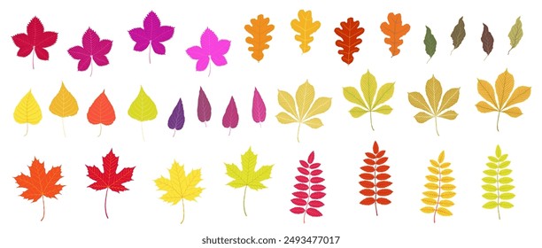 Autumn leaves on white background. Hand drawn vector colection of grapes, oak, chestnut, aspen, red rowan, maple foliage. Red, yellow, orange, green, purple, pink, brown colors. Messy organic shapes