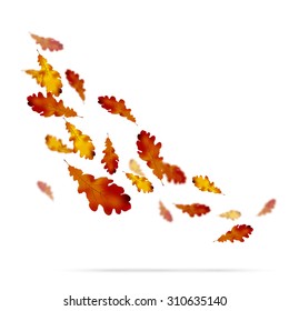 Autumn leaves on white background. Vector