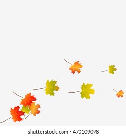 Autumn leaves on white background.
