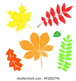 Autumn leaves on a white background.