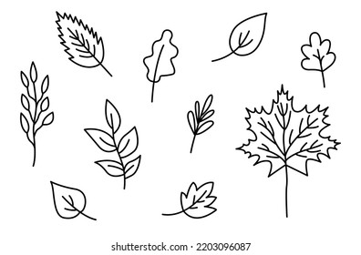 Autumn leaves outline set. Different types of fallen leaves autumn collection. Black outline isolated on a white background. Hand drawn cute lineur vector illustration.