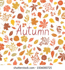 Autumn leaves pattern. Fall leaf and nature floral icons over white background with lettering Autumn.